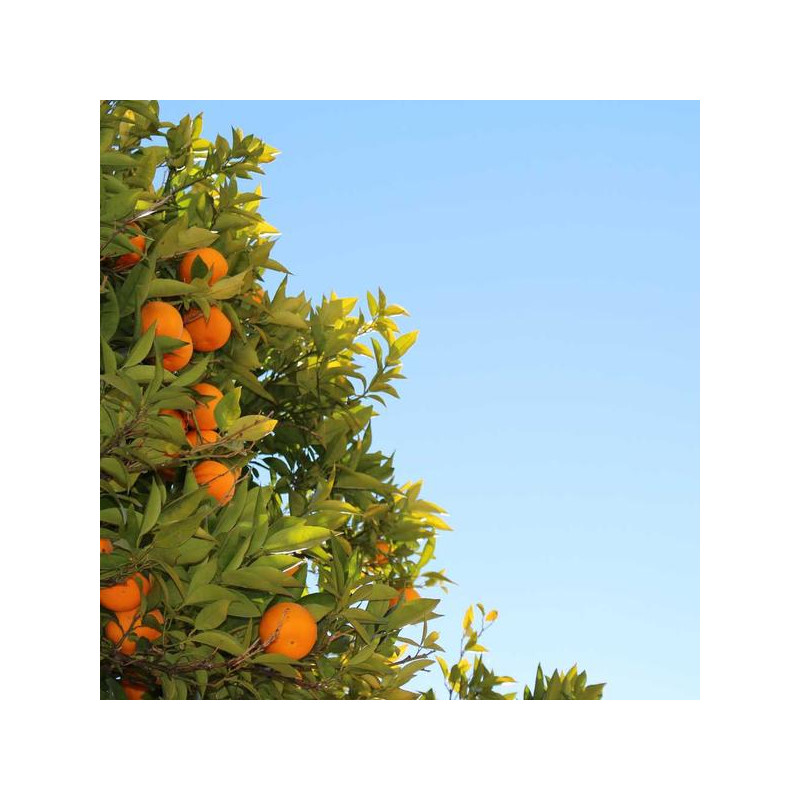 Déodorant homme 48h 50ml