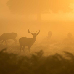 Gel intime apaisant 200ml