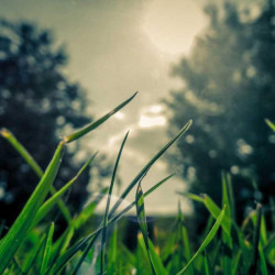 Huile capillaire argan 100ml