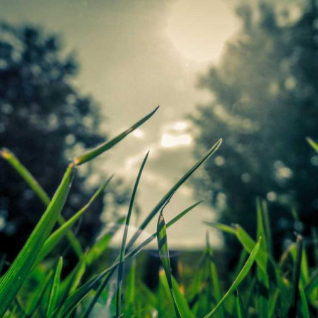 Huile capillaire argan 100ml