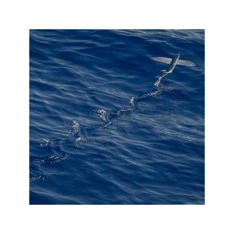 Brosse à dents souple