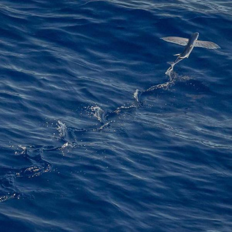 Brosse à dents souple