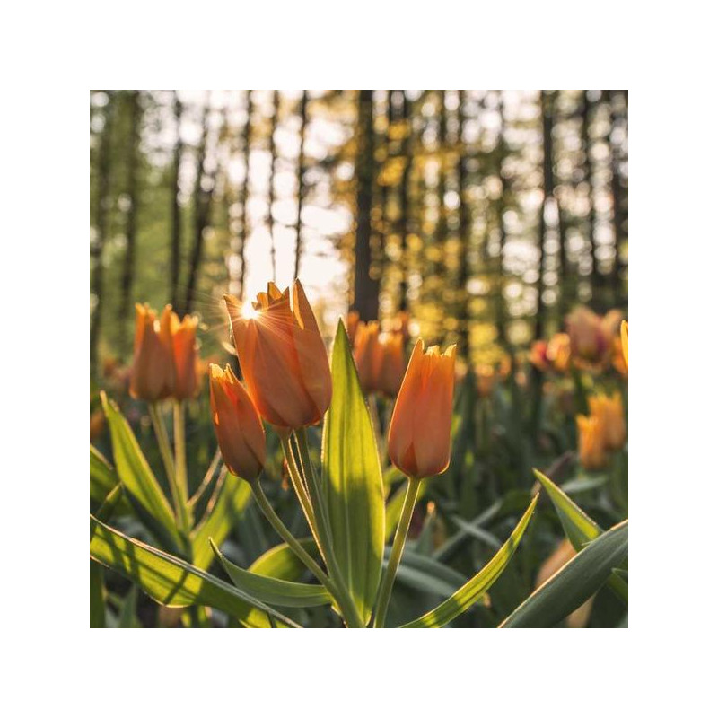 Multivitamines 90 comprimés