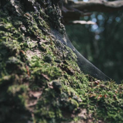 Oméga-3 huile de poisson 60 caps