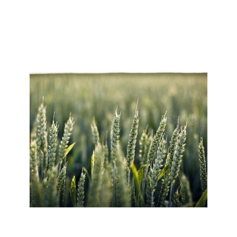 Shampoing doux bébé 200ml